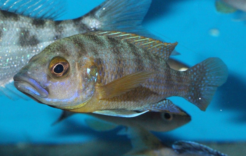 Trematochromis benthicola